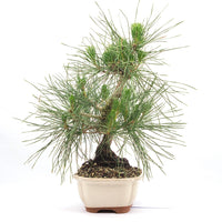 Japanische Schwarzkiefer 'Pinus thunbergii'