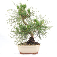 Japanische Schwarzkiefer 'Pinus thunbergii'