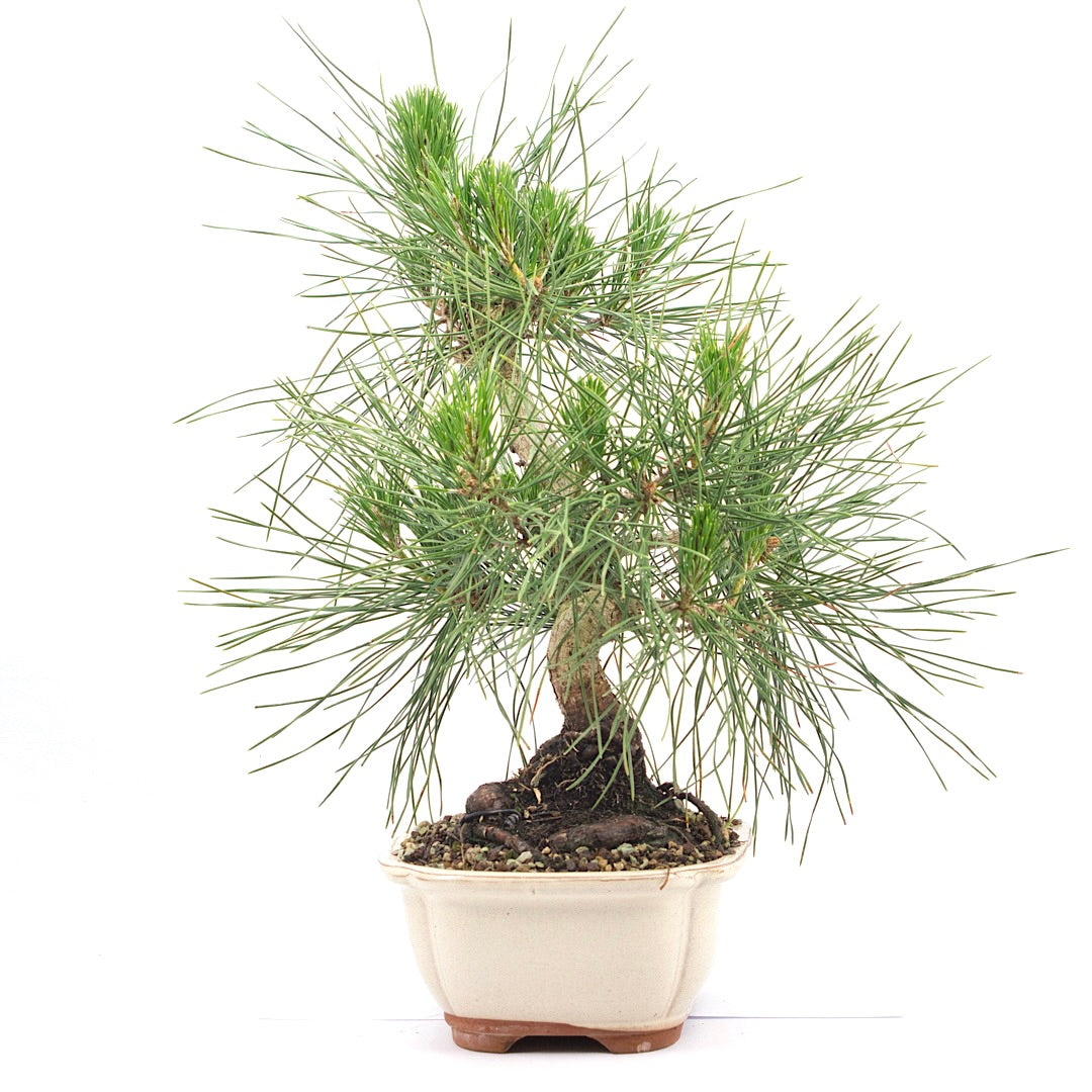 Japanische Schwarzkiefer 'Pinus thunbergii'