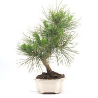 Japanische Schwarzkiefer 'Pinus thunbergii'