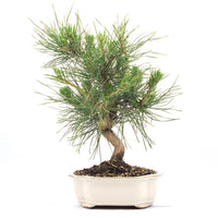 Japanische Schwarzkiefer 'Pinus thunbergii'