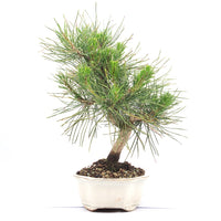 Japanische Schwarzkiefer 'Pinus thunbergii'