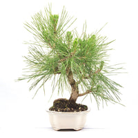 Japanische Schwarzkiefer 'Pinus thunbergii'