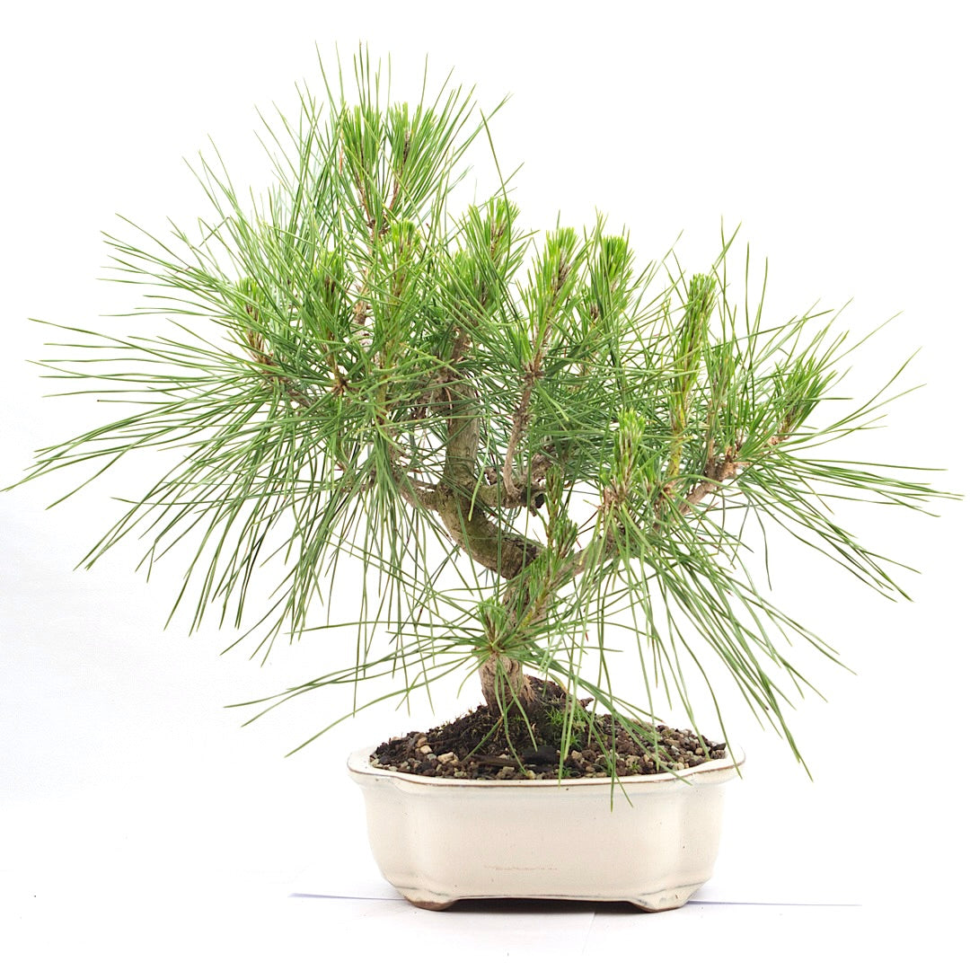Japanische Schwarzkiefer 'Pinus thunbergii'