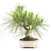 Japanische Schwarzkiefer 'Pinus thunbergii'