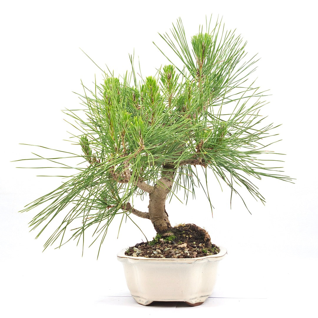 Japanische Schwarzkiefer 'Pinus thunbergii'
