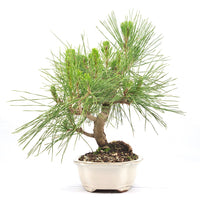 Japanische Schwarzkiefer 'Pinus thunbergii'
