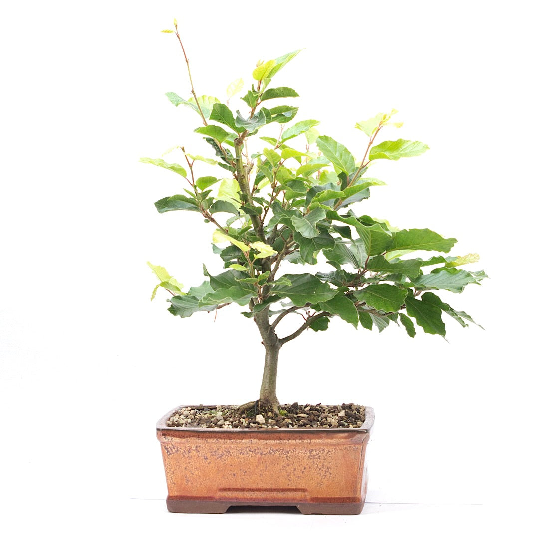 Rotbuche 'Fagus sylvatica'