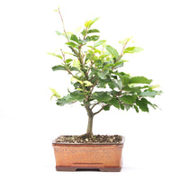 Rotbuche 'Fagus sylvatica'
