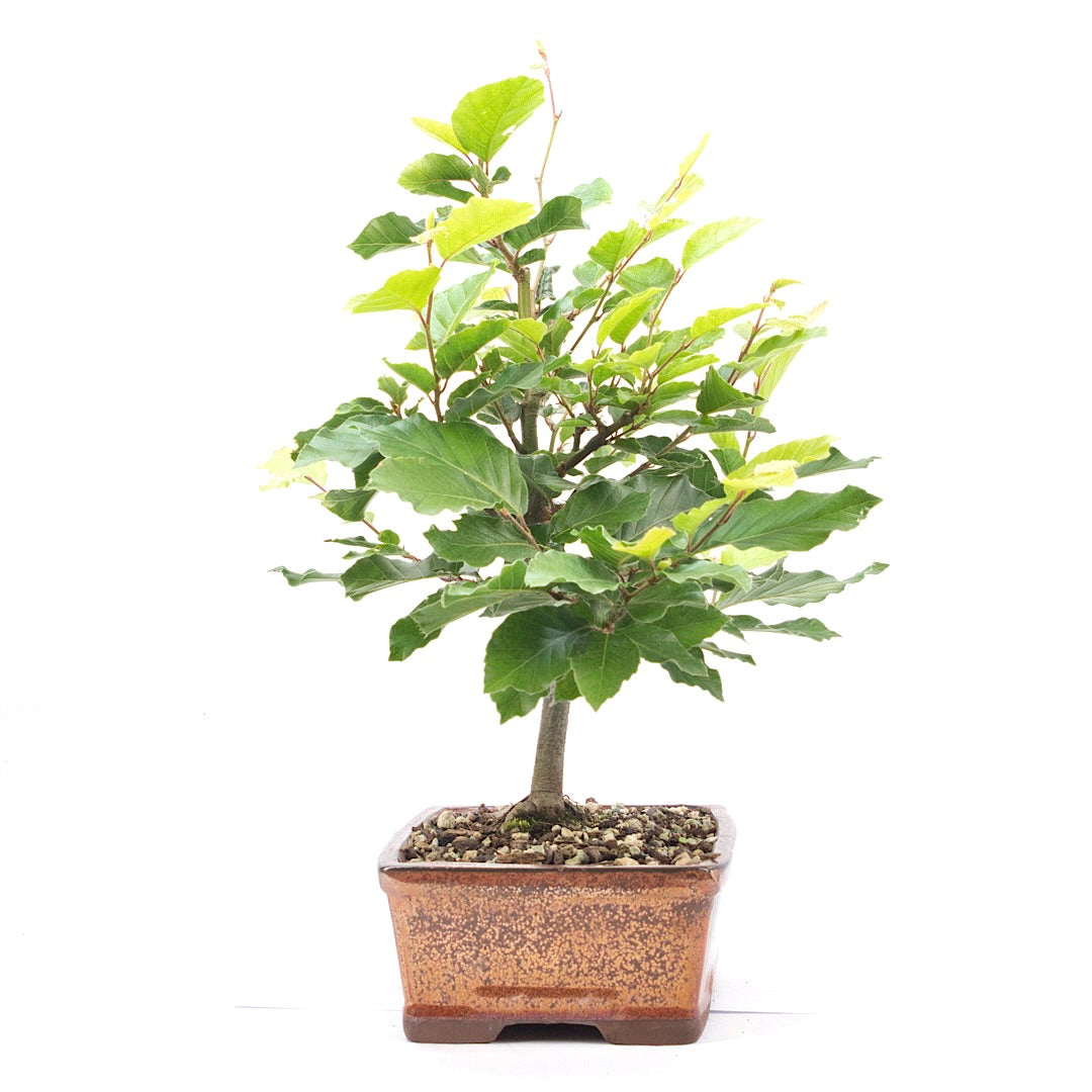 Rotbuche 'Fagus sylvatica'