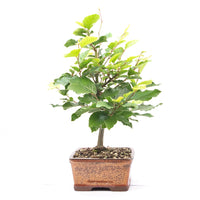 Rotbuche 'Fagus sylvatica'