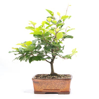 Rotbuche 'Fagus sylvatica'