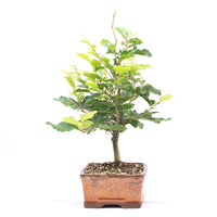 Rotbuche 'Fagus sylvatica'