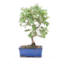 Portugiesische Eiche 'Quercus faginea'
