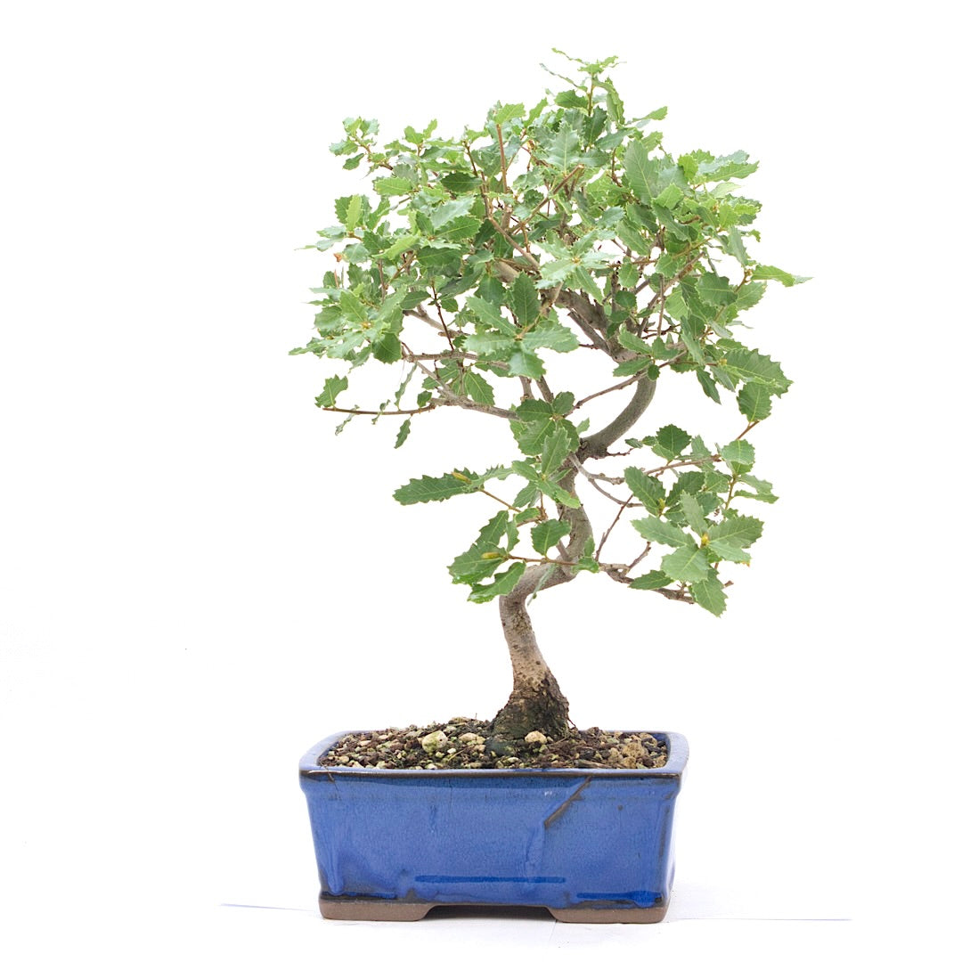 Portugiesische Eiche 'Quercus faginea'