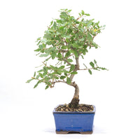 Portugiesische Eiche 'Quercus faginea'
