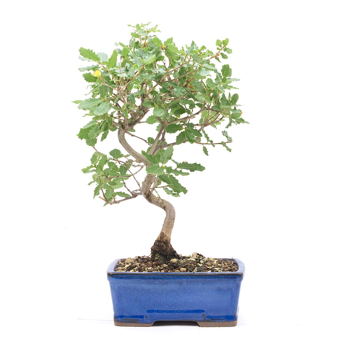 Portugiesische Eiche 'Quercus faginea'