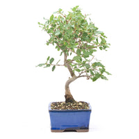 Portugiesische Eiche 'Quercus faginea'