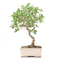 Portugiesische Eiche 'Quercus faginea'