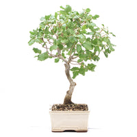 Portugiesische Eiche 'Quercus faginea'