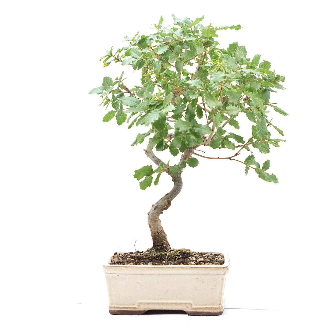 Portugiesische Eiche 'Quercus faginea'