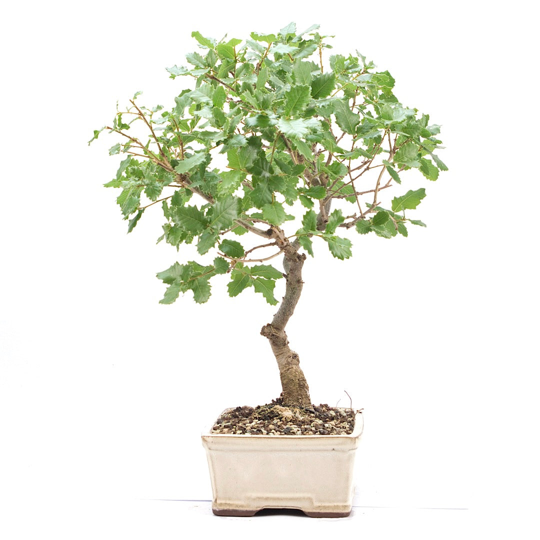 Portugiesische Eiche 'Quercus faginea'