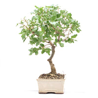 Portugiesische Eiche 'Quercus faginea'