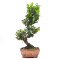 Eibe Hybrid 'Taxus media'