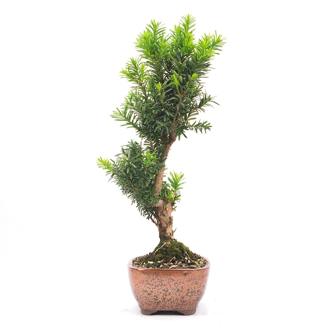 Eibe Hybrid 'Taxus media'