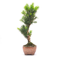 Eibe Hybrid 'Taxus media'