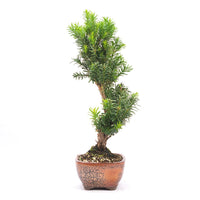 Eibe Hybrid 'Taxus media'