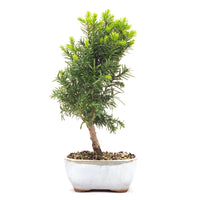 Eibe Hybrid 'Taxus media'