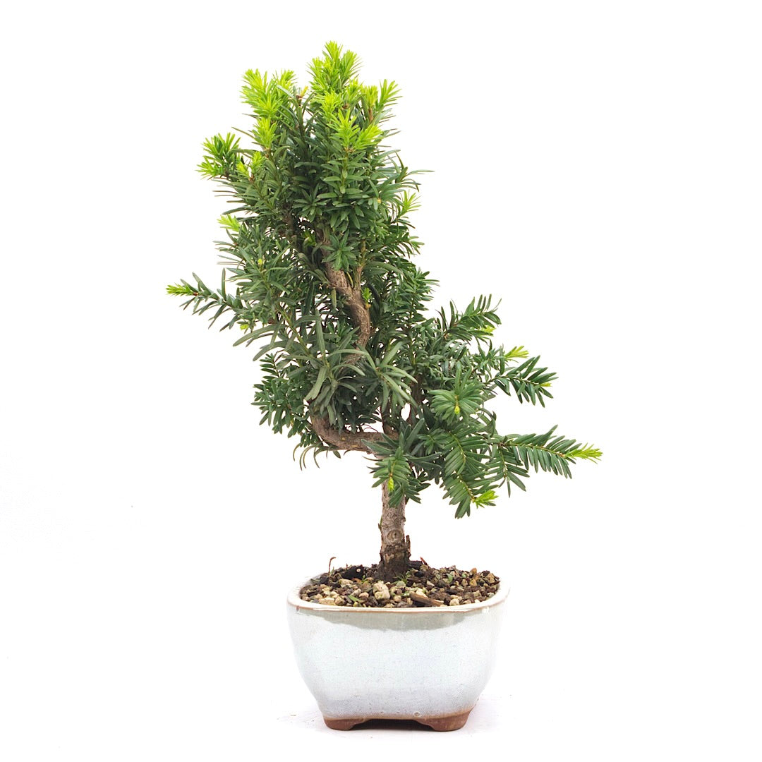 Eibe Hybrid 'Taxus media'
