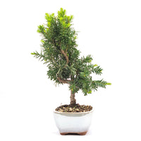 Eibe Hybrid 'Taxus media'