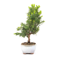 Eibe Hybrid 'Taxus media'