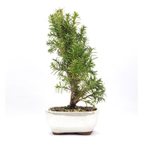 Eibe Hybrid 'Taxus media'