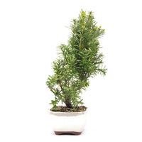 Eibe Hybrid 'Taxus media'