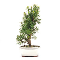 Eibe Hybrid 'Taxus media'
