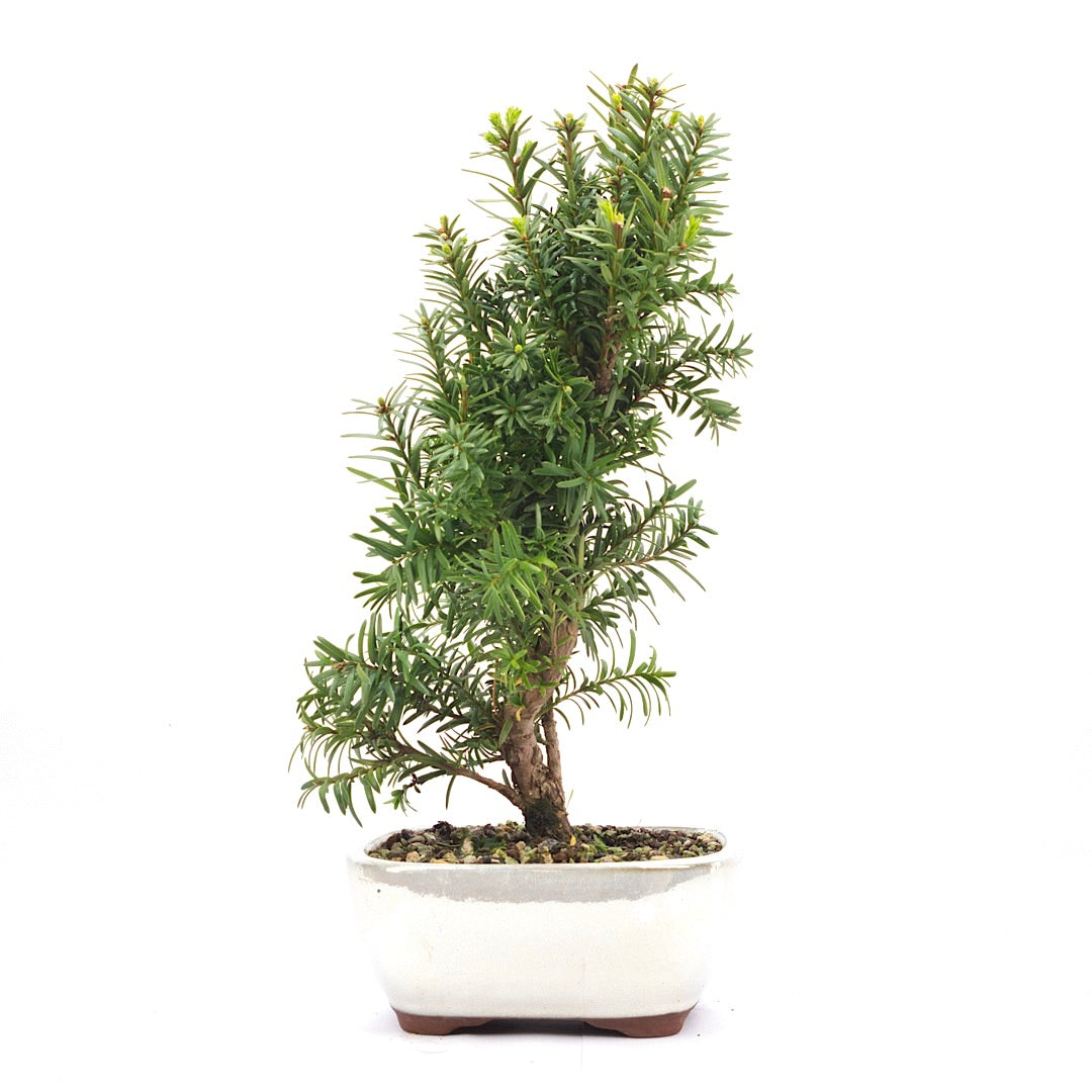 Eibe Hybrid 'Taxus media'