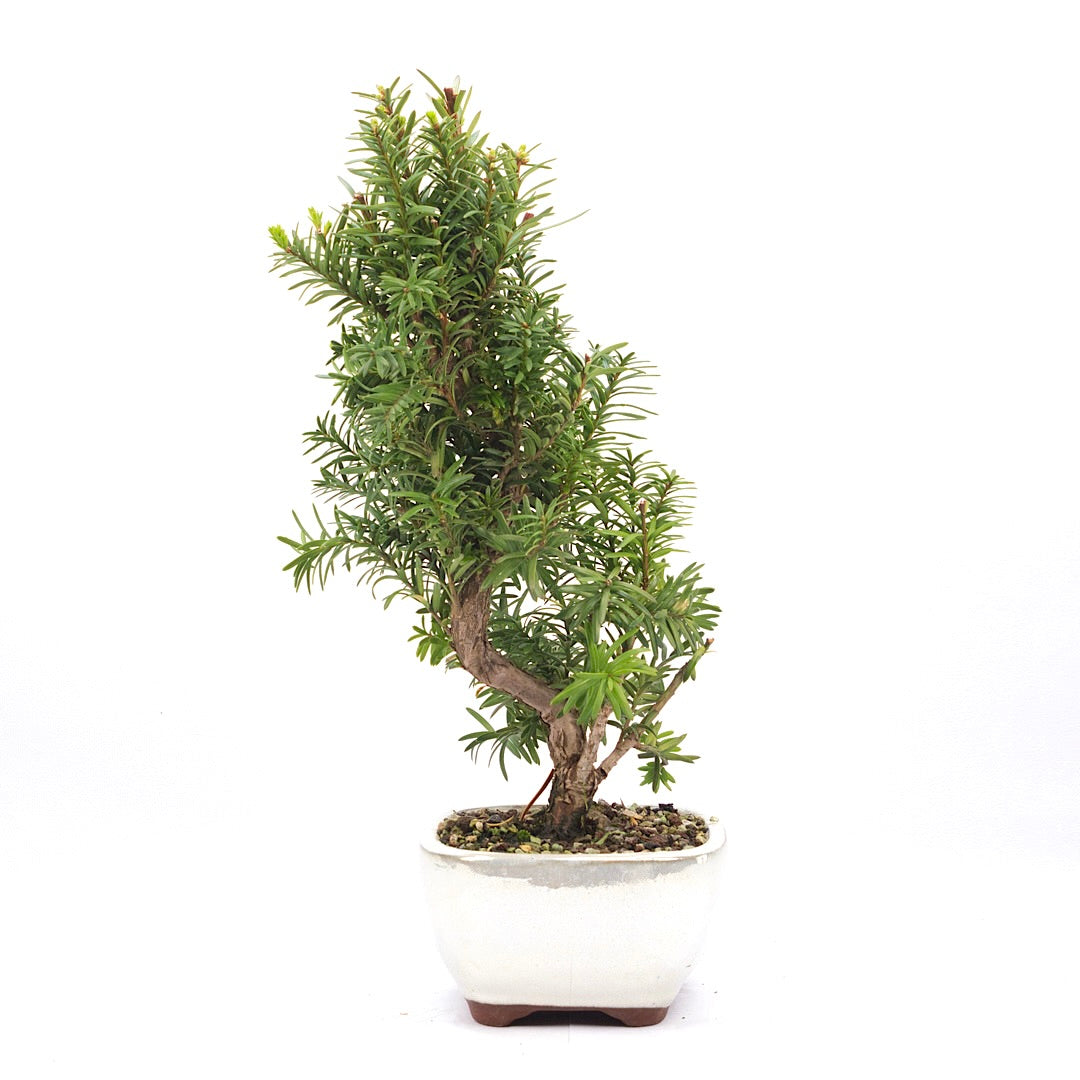 Eibe Hybrid 'Taxus media'