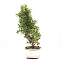 Eibe Hybrid 'Taxus media'