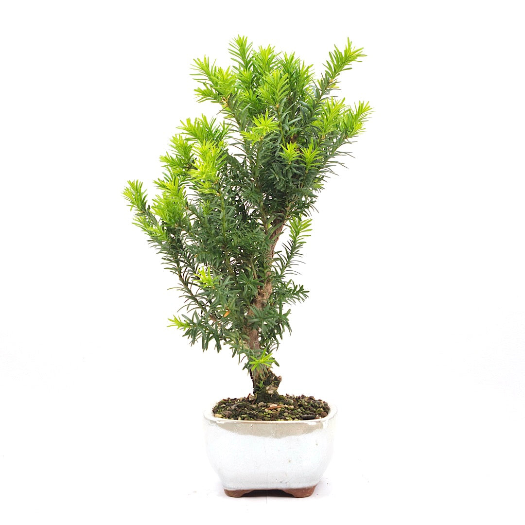 Eibe Hybrid 'Taxus media'