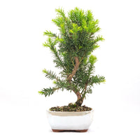 Eibe Hybrid 'Taxus media'