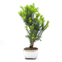Eibe Hybrid 'Taxus media'