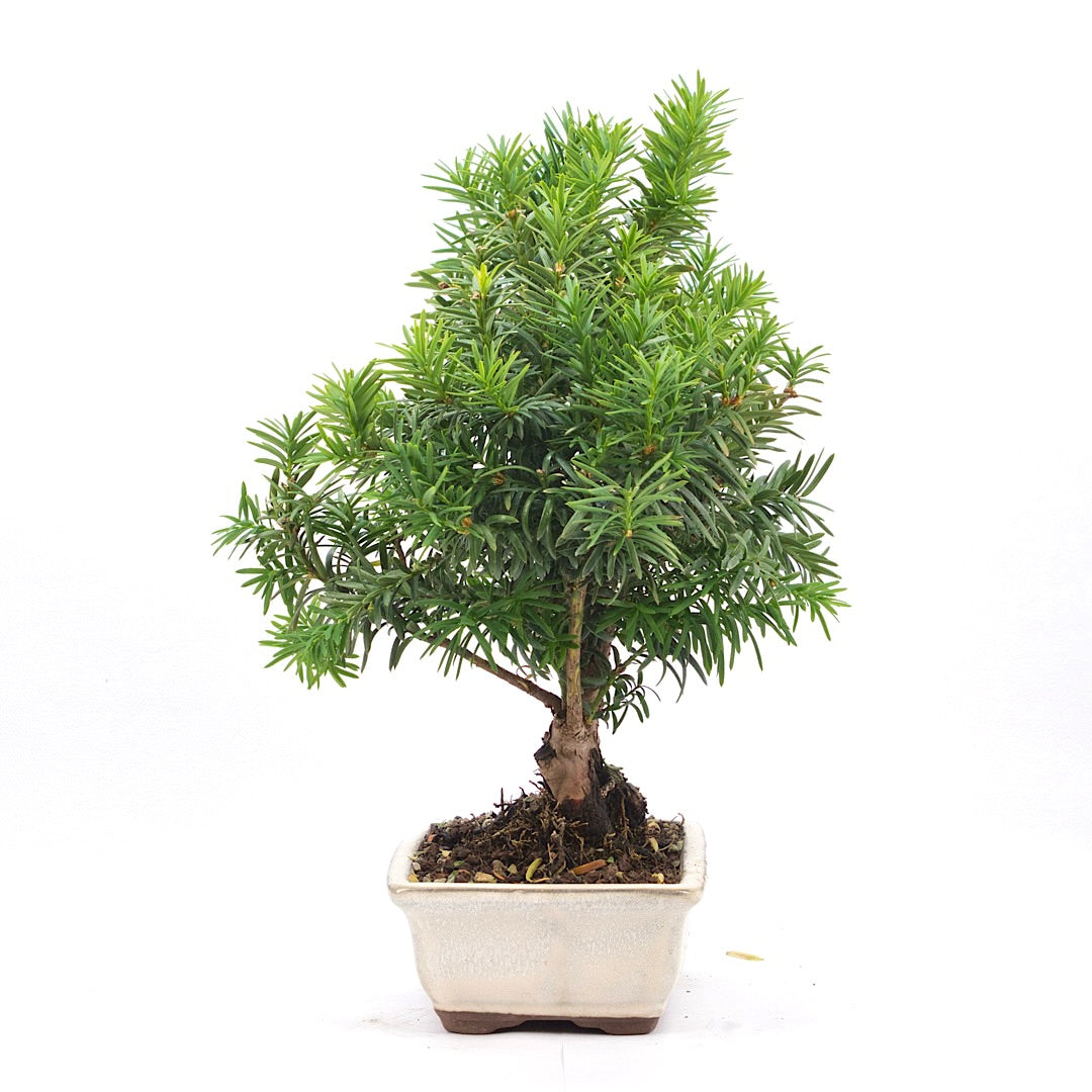 Eibe Hybrid 'Taxus media'
