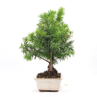 Eibe Hybrid 'Taxus media'