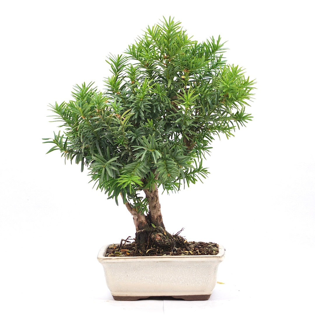 Eibe Hybrid 'Taxus media'