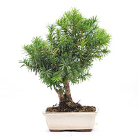 Eibe Hybrid 'Taxus media'