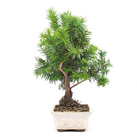 Eibe Hybrid 'Taxus media'