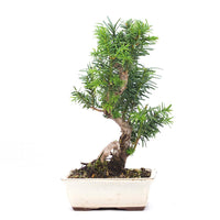 Eibe Hybrid 'Taxus media'